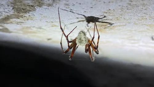 عنكبوت مصاب بفطر Gibellula attenboroughii، يظهر على السقف مع نمو فطري يغطي جسمه، مما يعكس تأثير الفطر على سلوك العنكبوت.