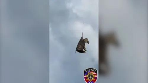 الحمار الوحشي إد معلق في الهواء أثناء نقله جواً بواسطة مروحية إلى مقطورة حيوانات بعد هروبه في ولاية تينيسي.