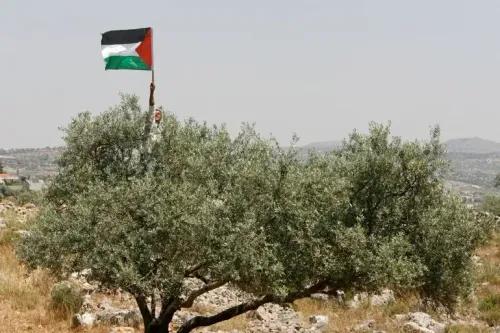رجل يحمل علم فلسطين يقف بجانب شجرة زيتون، رمز الهوية والثقافة الفلسطينية، في مشهد يعكس التعلق العميق بالأرض.