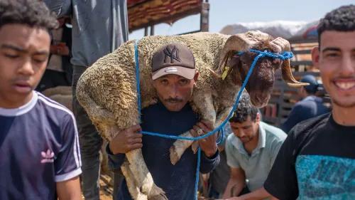 رجل يحمل خروفًا على كتفه في سوق للحيوانات بالمغرب، حيث يواجه البلاد نقصًا في قطعان الأغنام بسبب الجفاف.